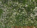 Eine naturnahe Blumenwiese anlegen - tausende Gänseblümchen auf einem Wiesenstück
